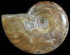 Polished Red Iridescent Ammonite - Wide #66656-1